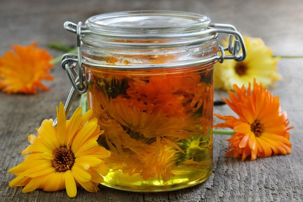 Calendula-Infused Olive Oil for Cooking